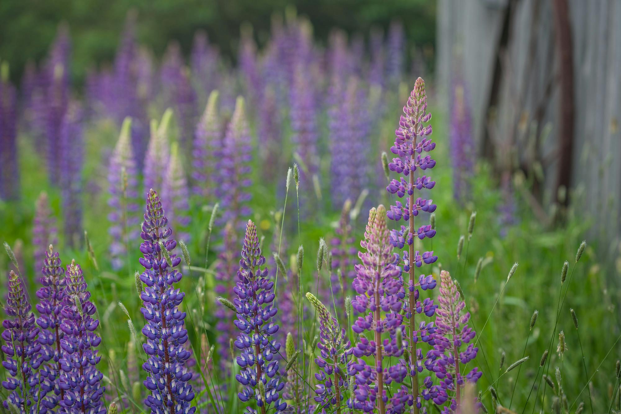 Lupines on a Foggy Morning