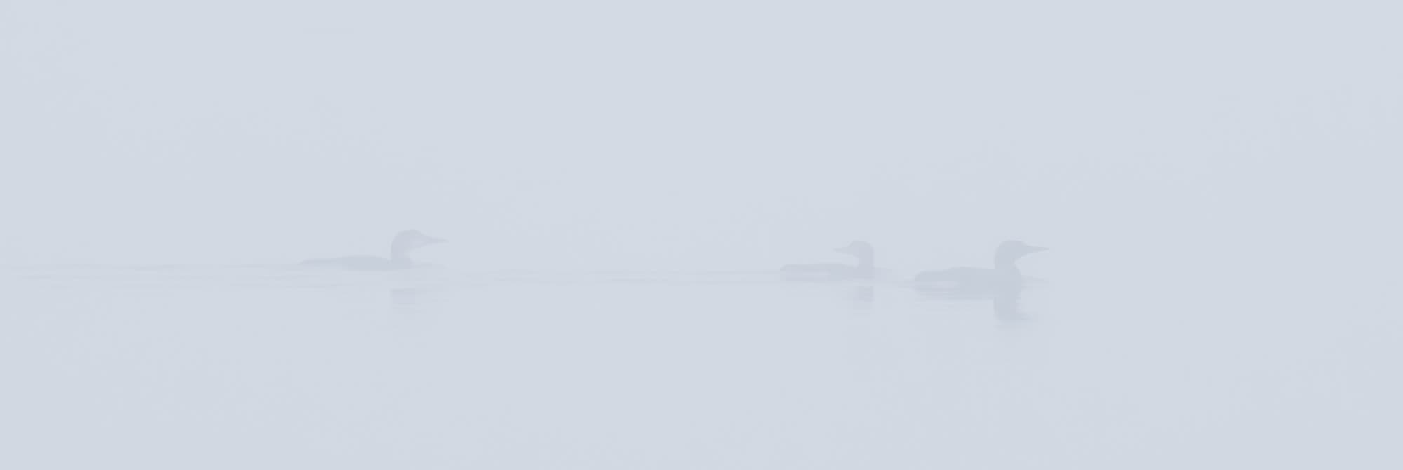 Foggy Loons