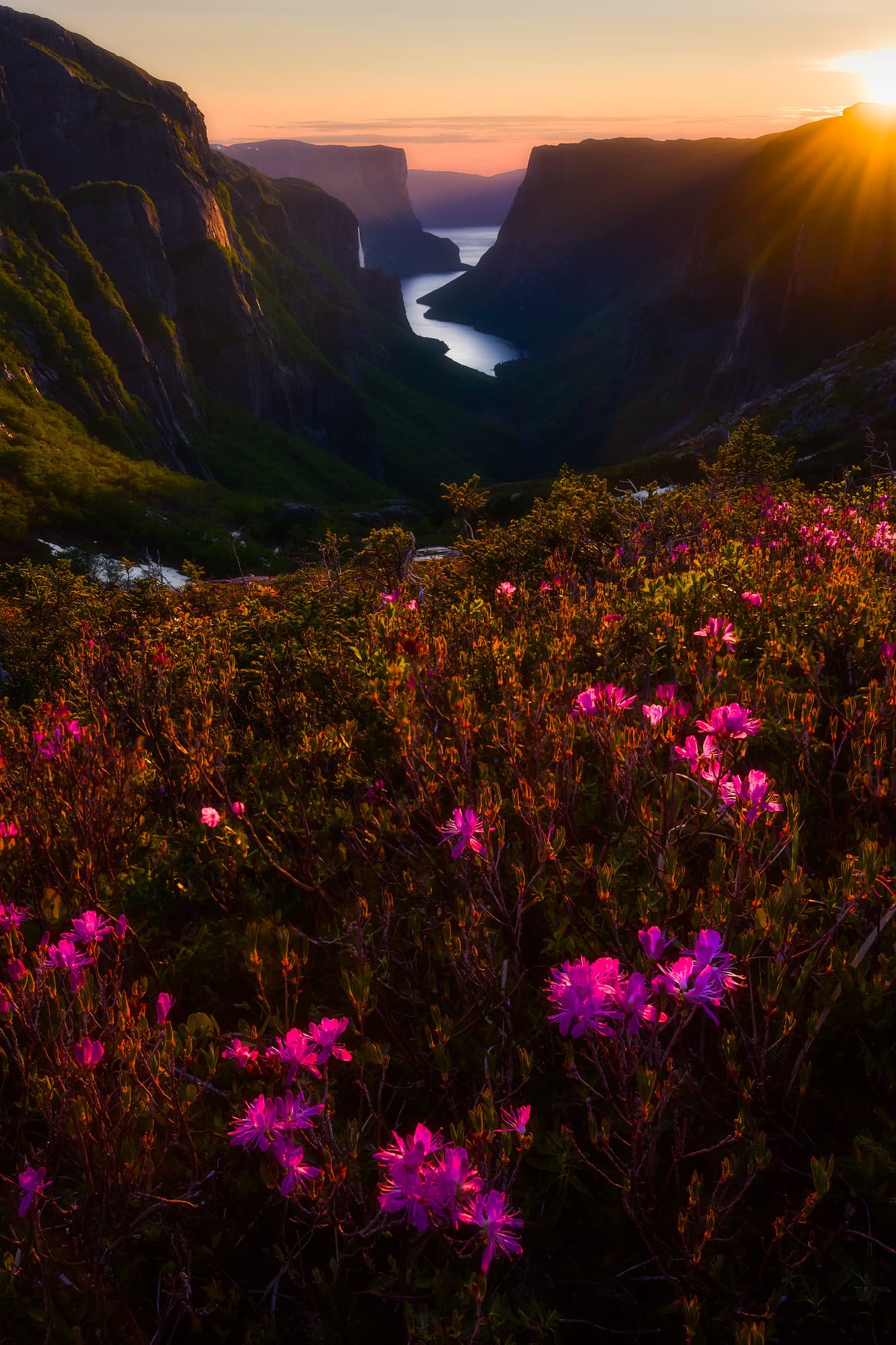 Rhodora at Western Brook Pond