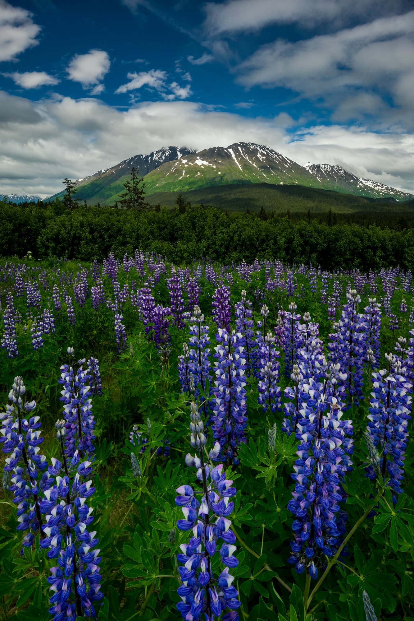 Lupines in the Chugach Mountains