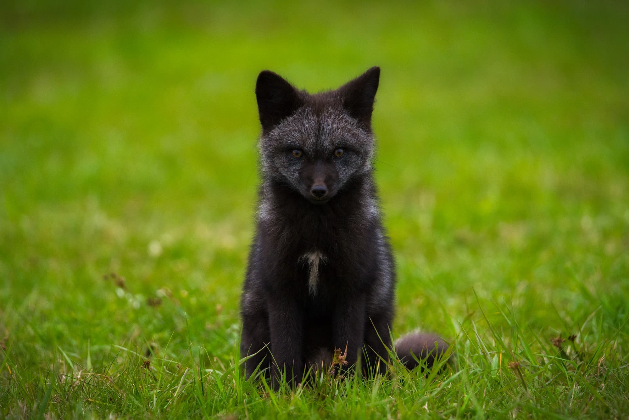 Silver Fox Pup