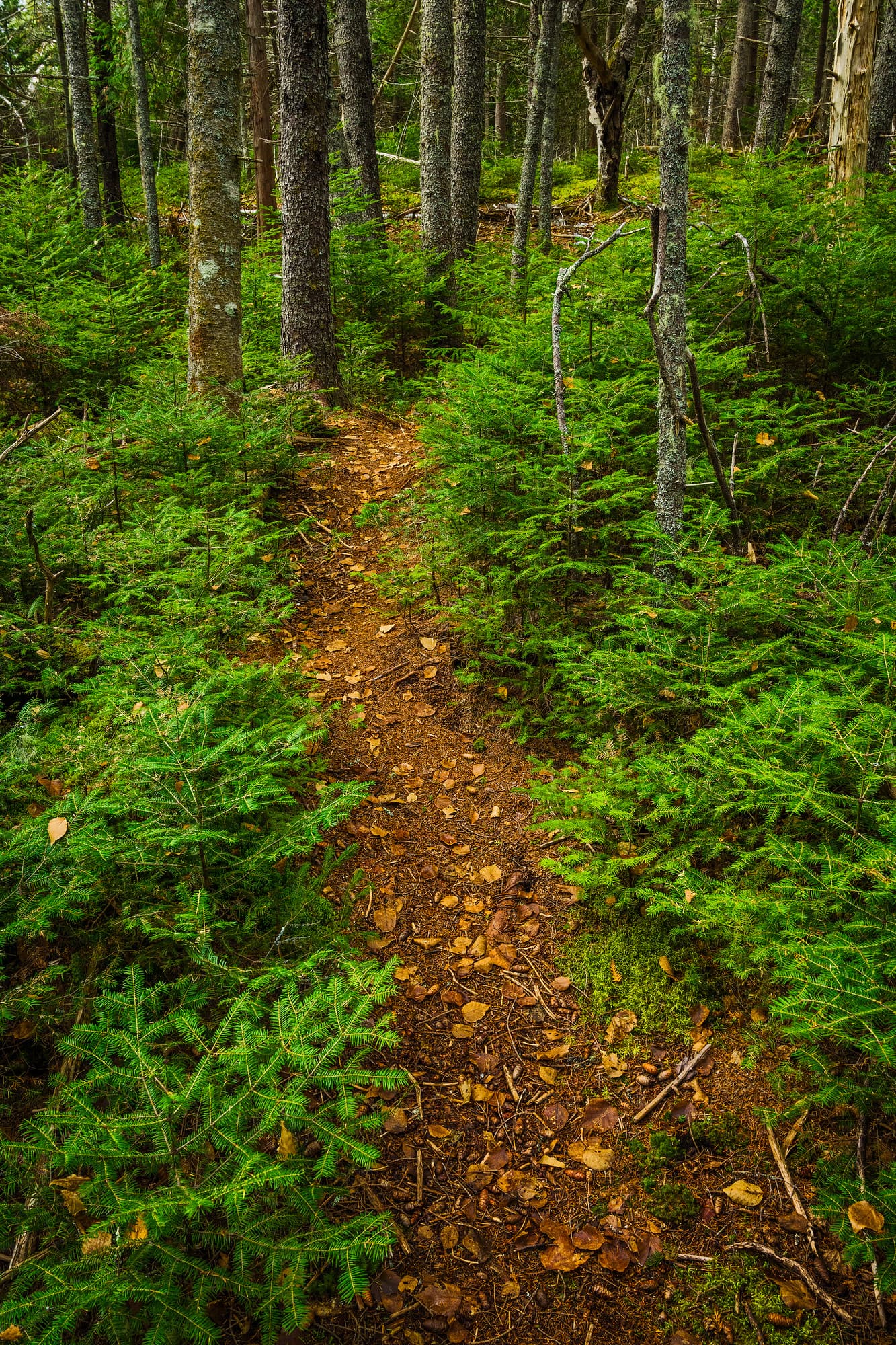 Walk in the Woods