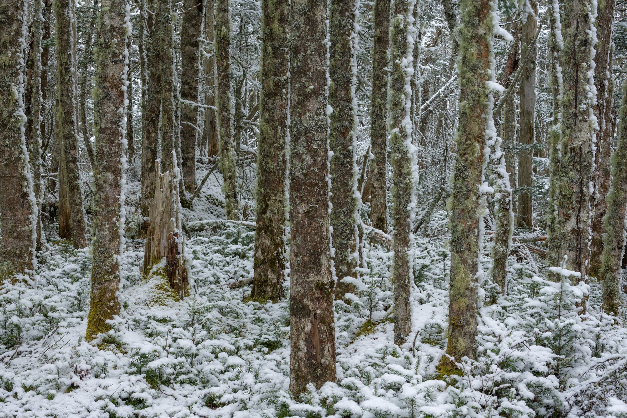 Snowy Woods