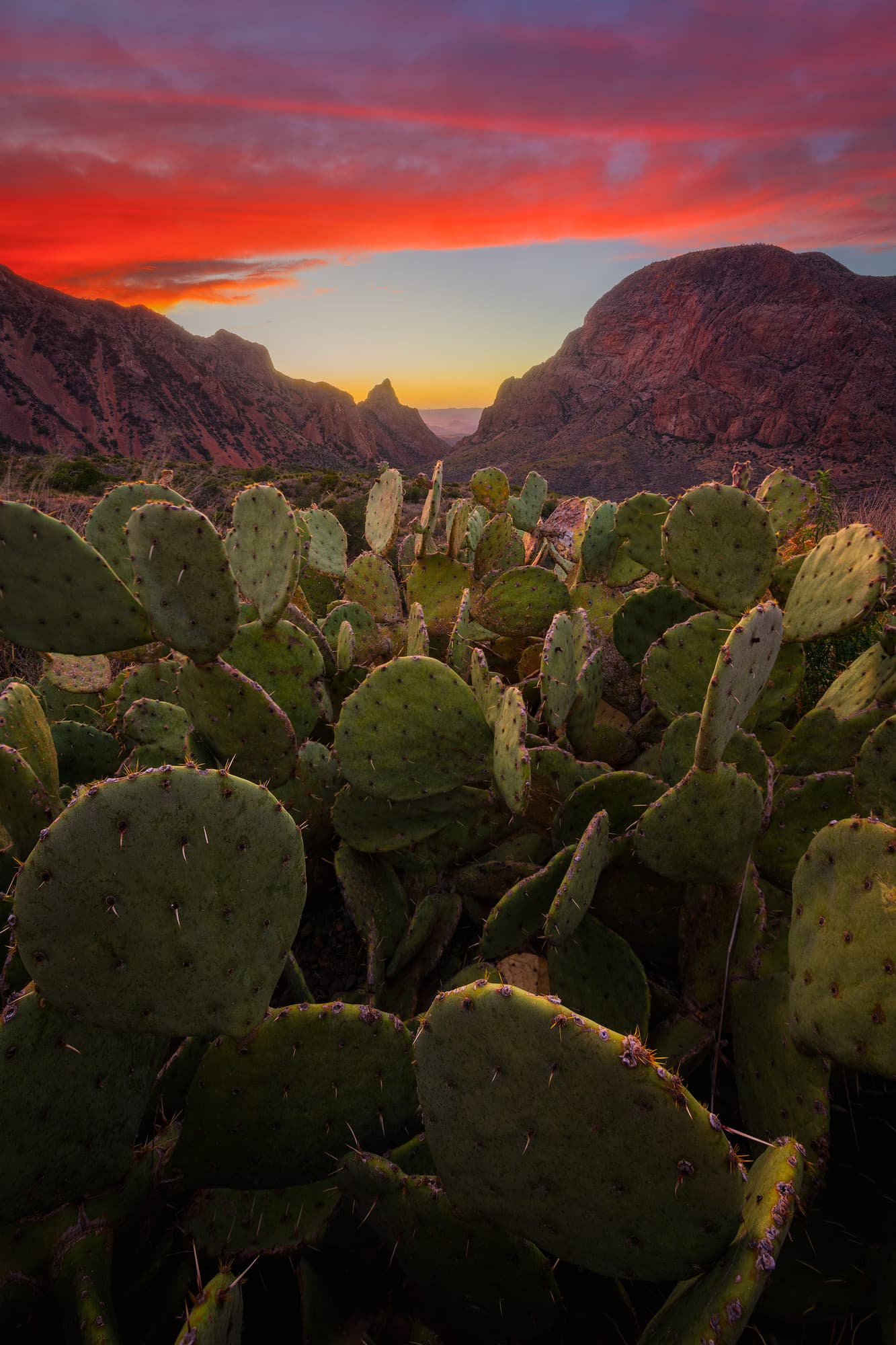 Prickly Pear Sunset at The Window