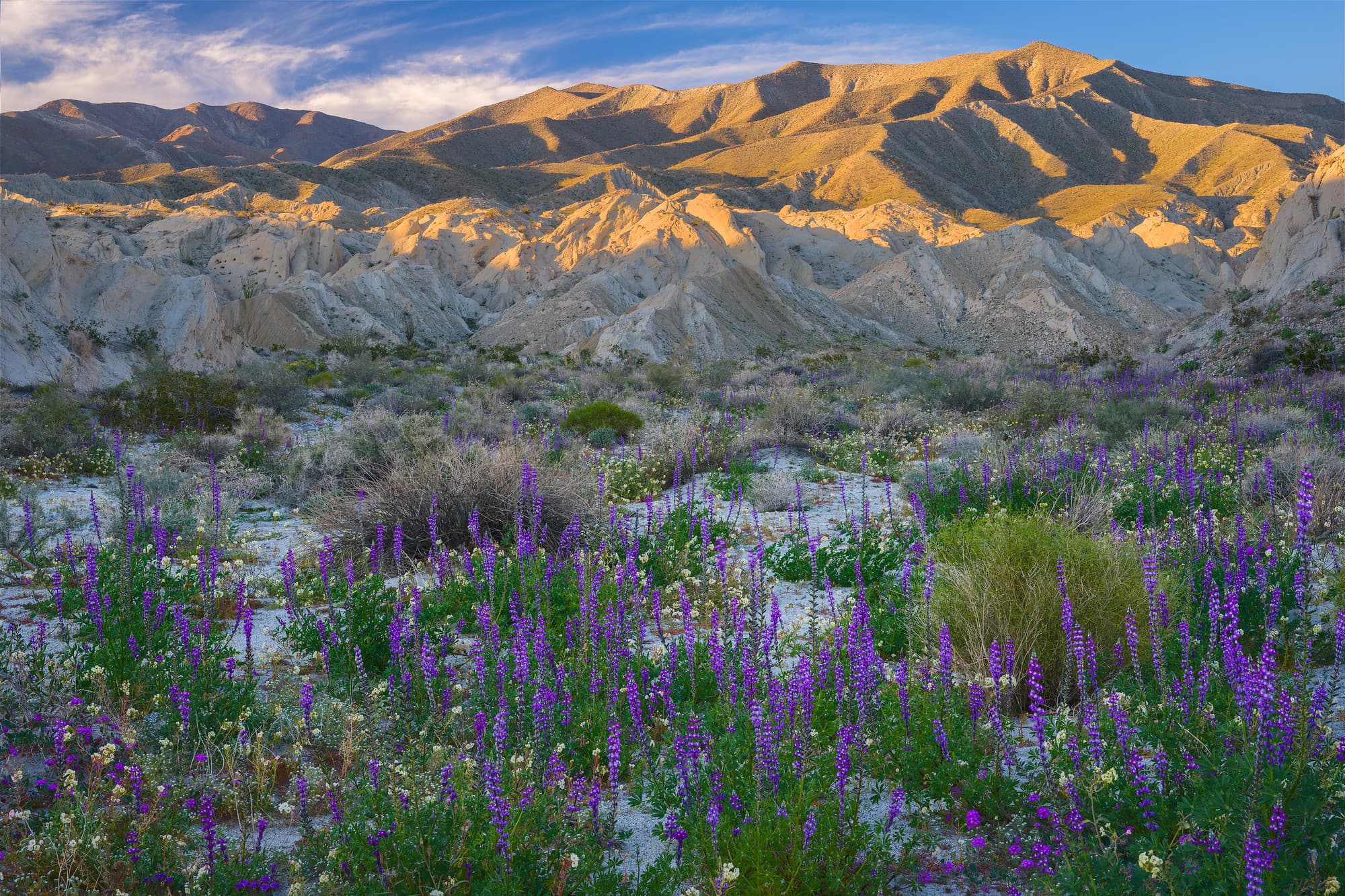 Wildflowers in Anza-Borrego