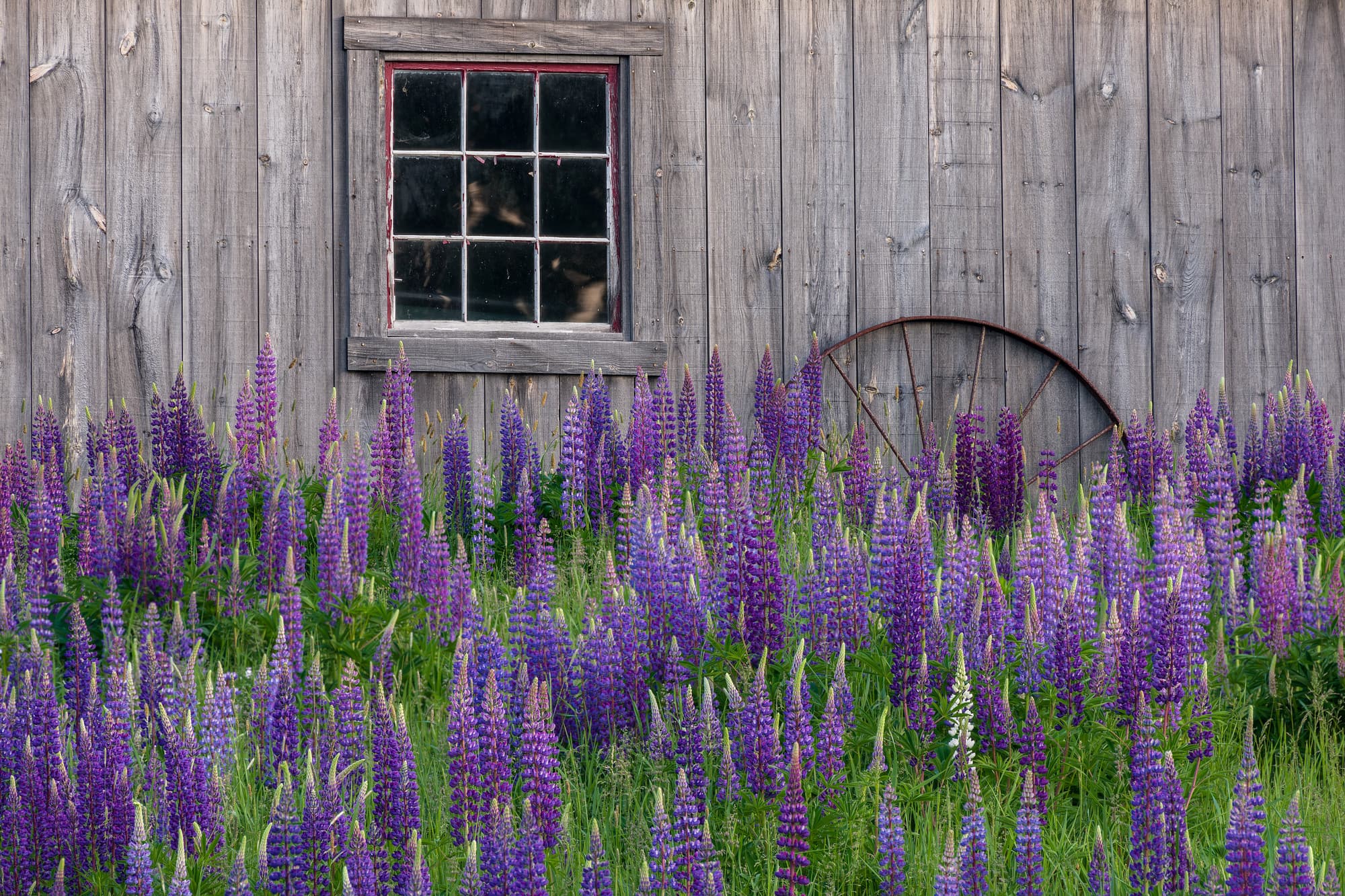 Lupines and Barn