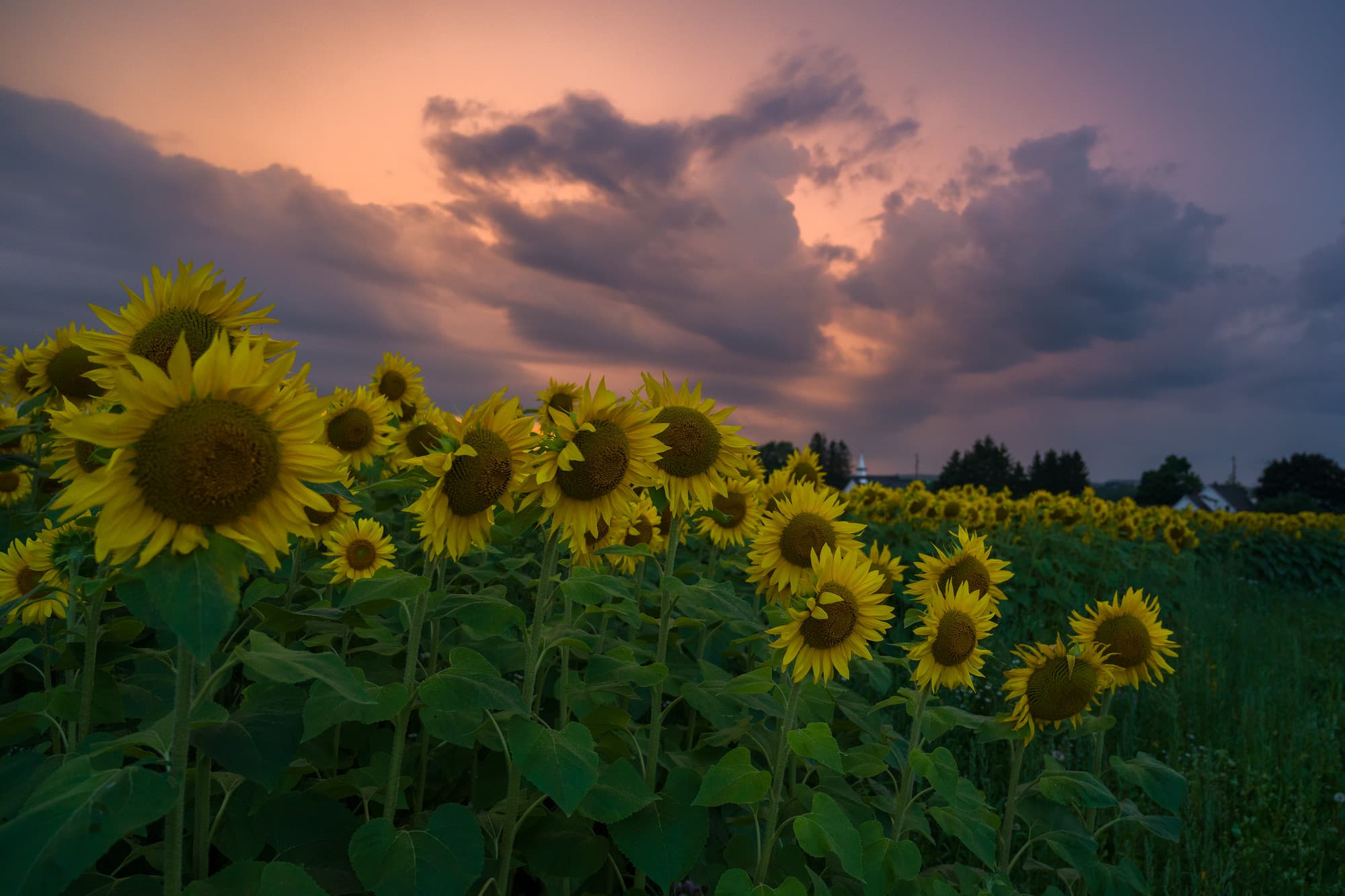 Sunflowers and Thunderstorm Clouds