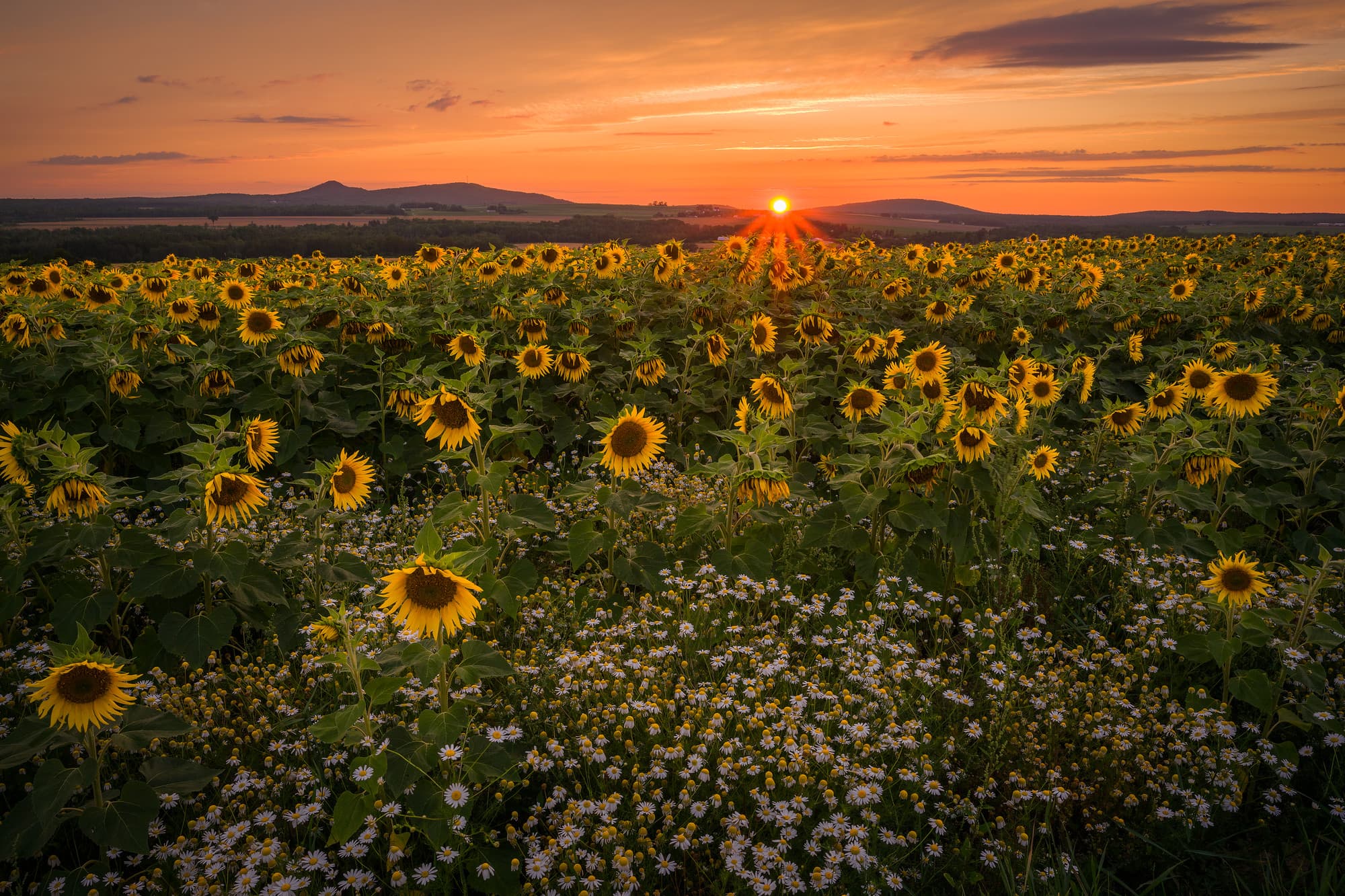 Sunflower Sunset