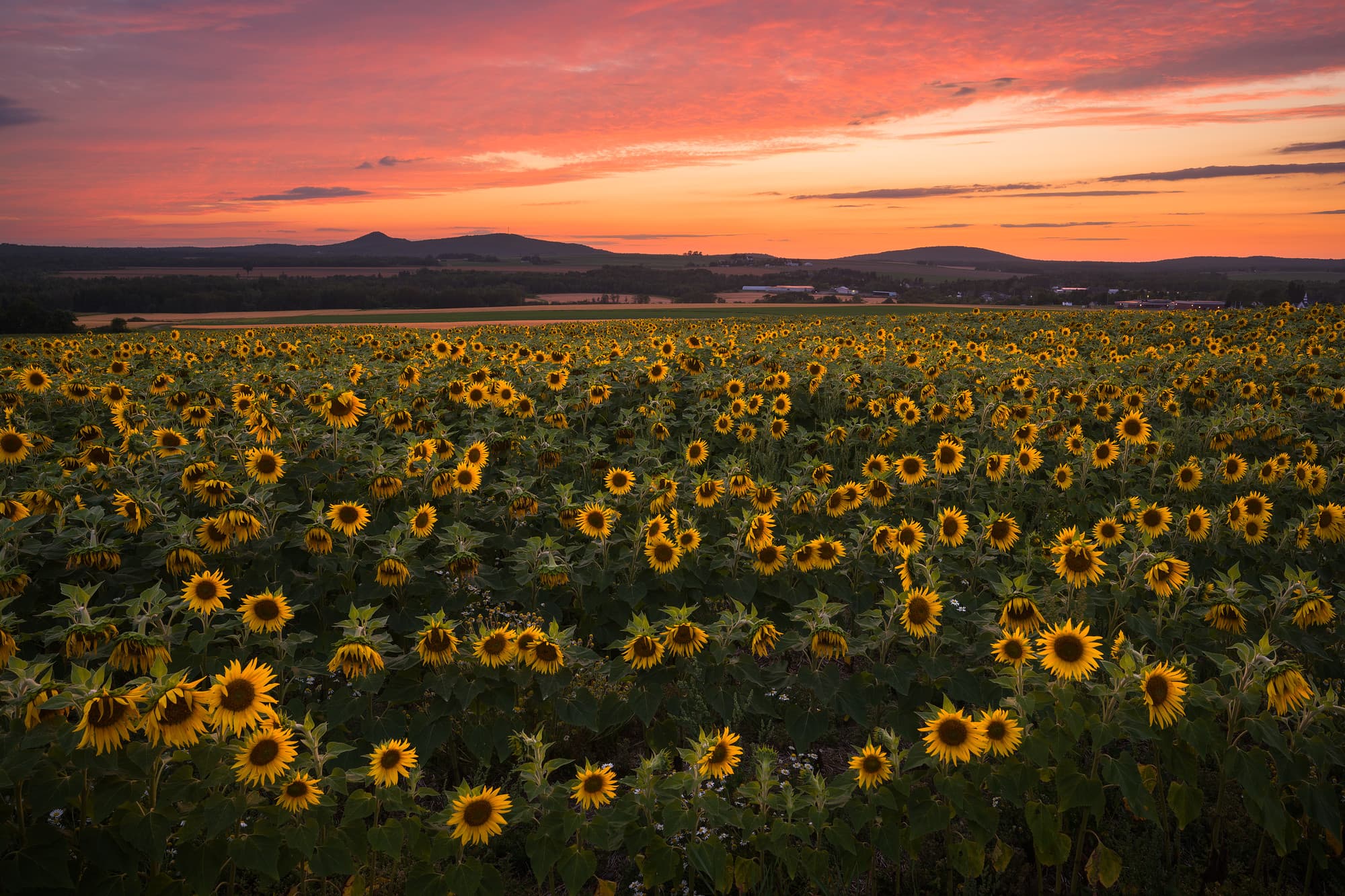 Sunflower Sunset