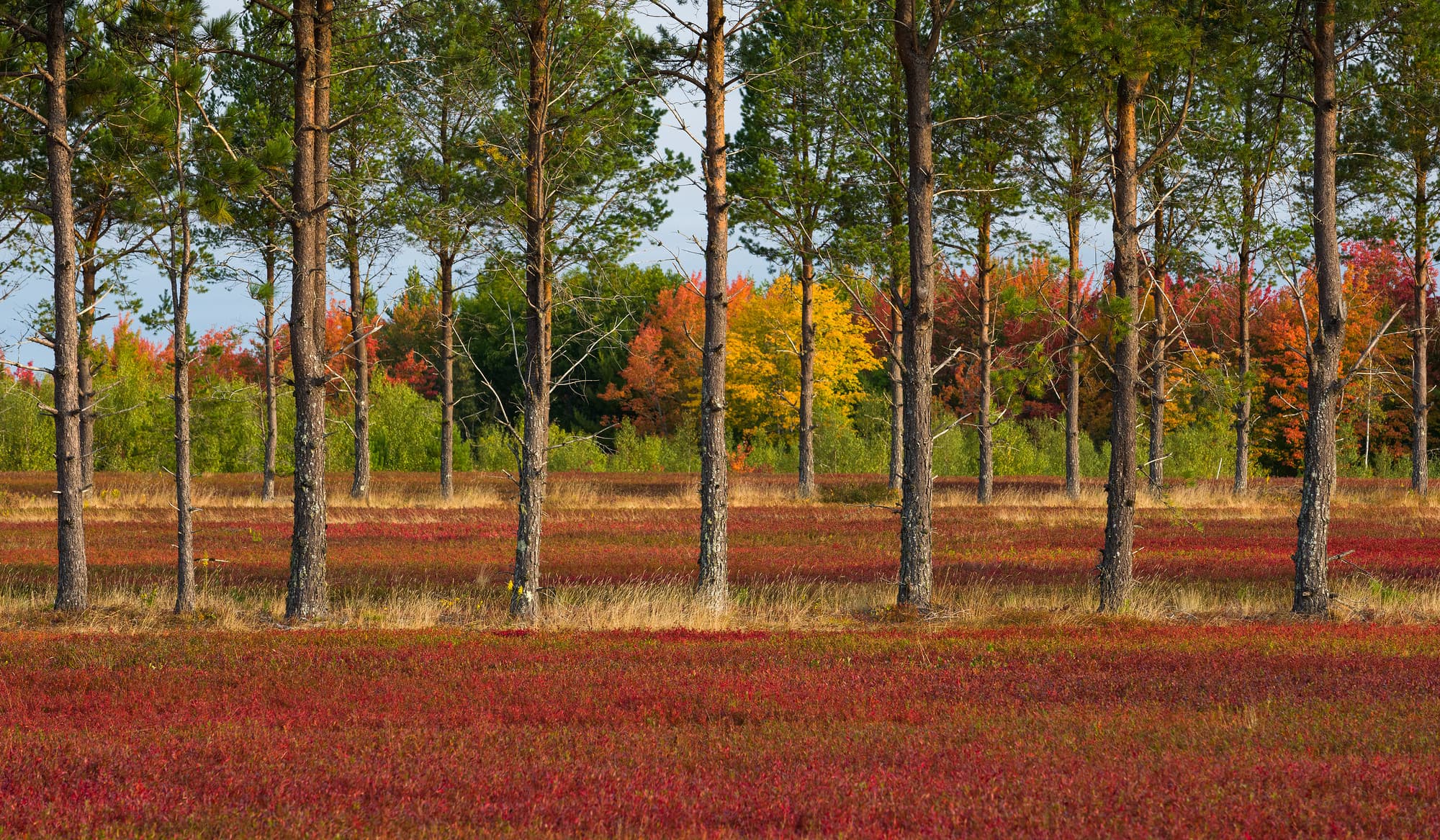 Layers in Blueberry Barrens
