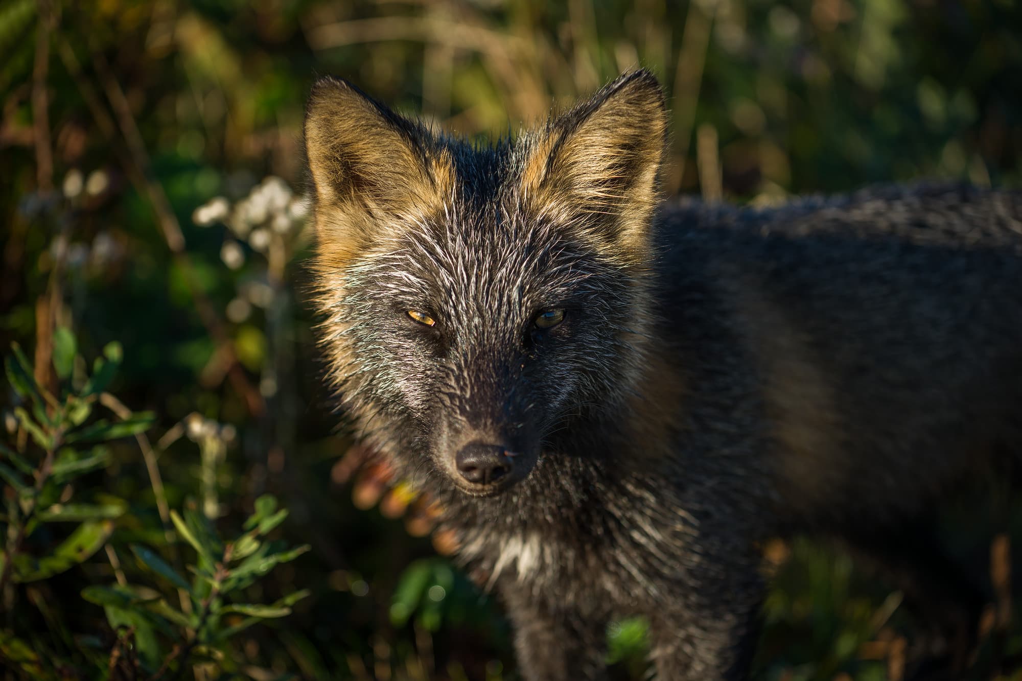 Cross Fox
