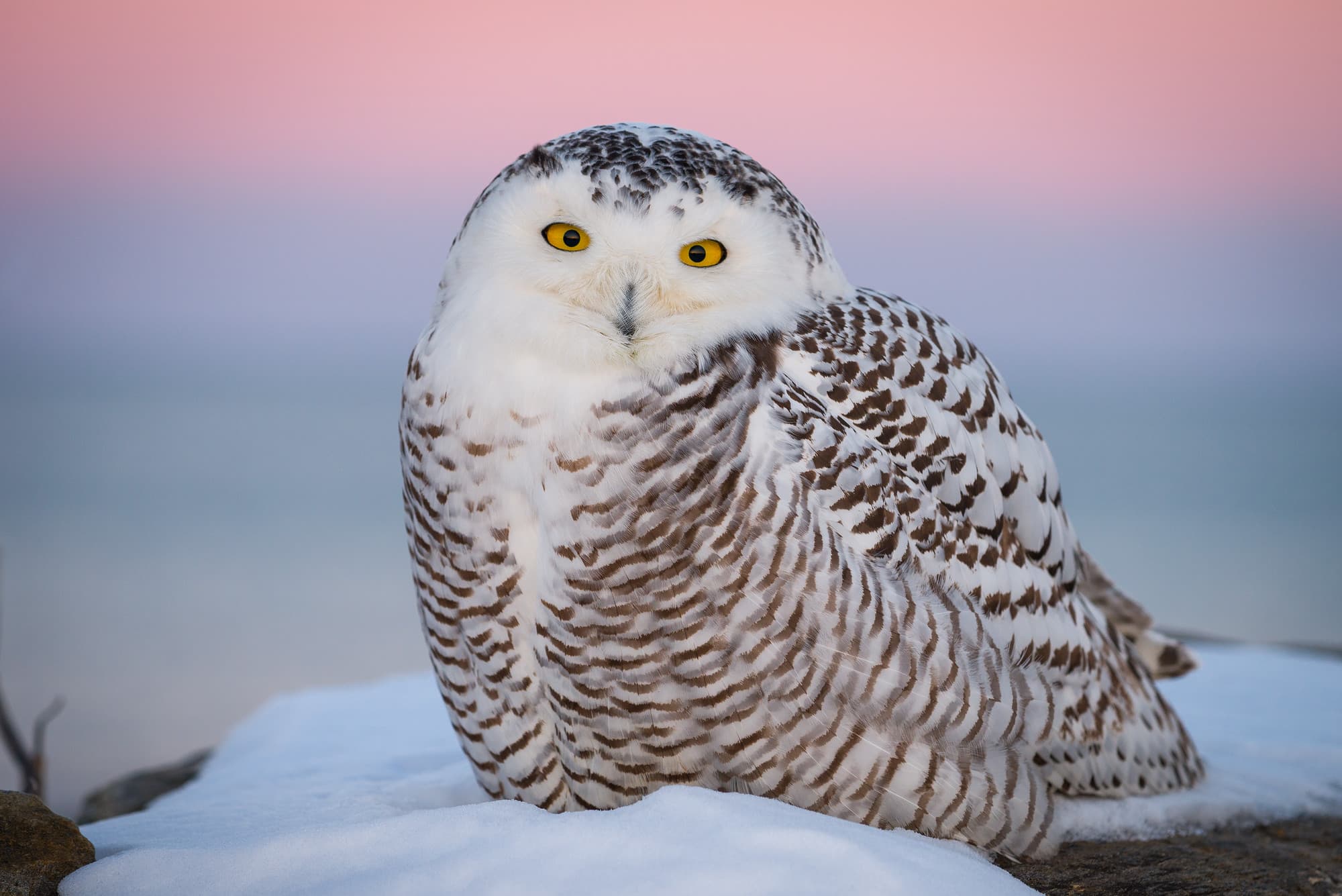 Snowy Owl at Sunset