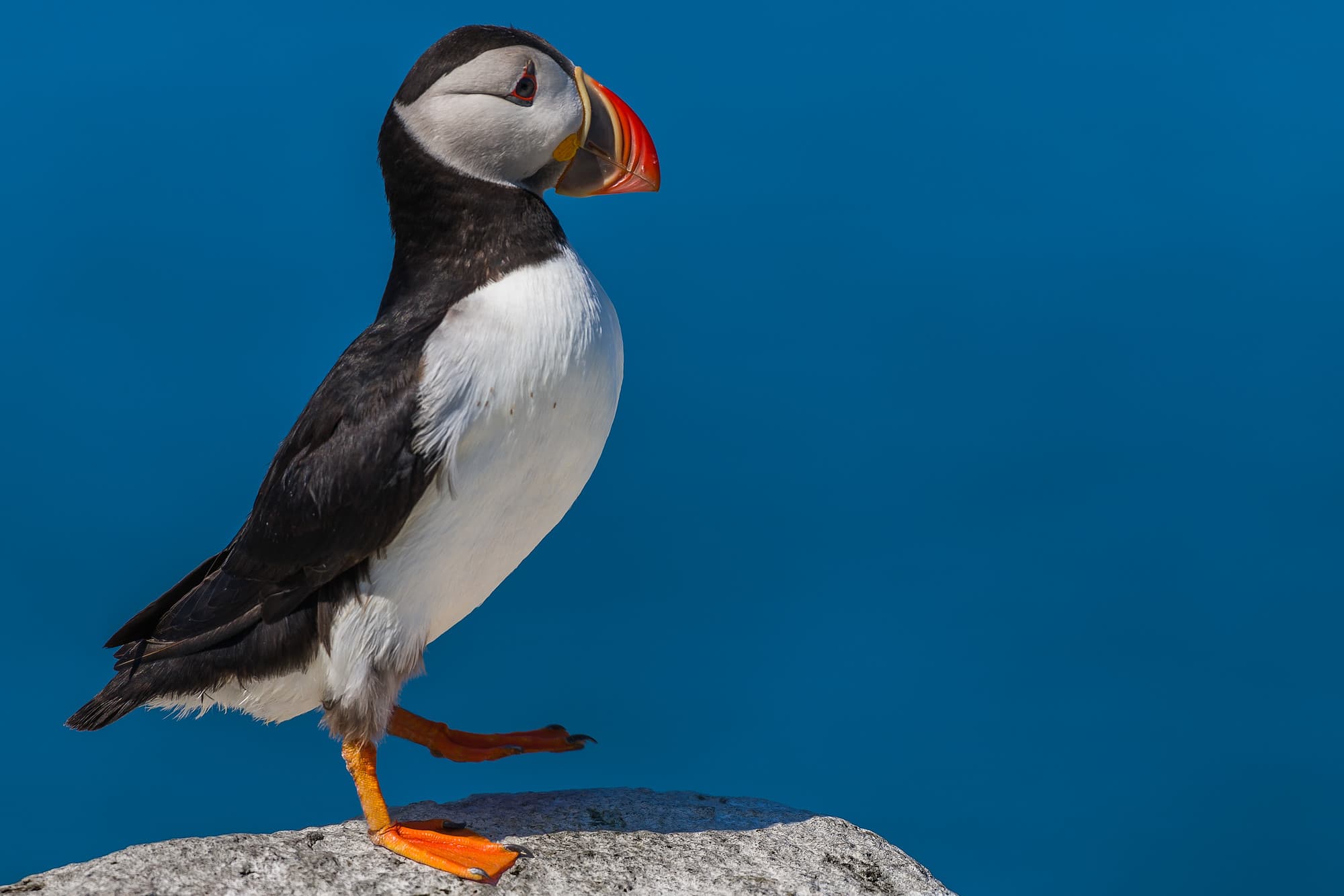 Puffin