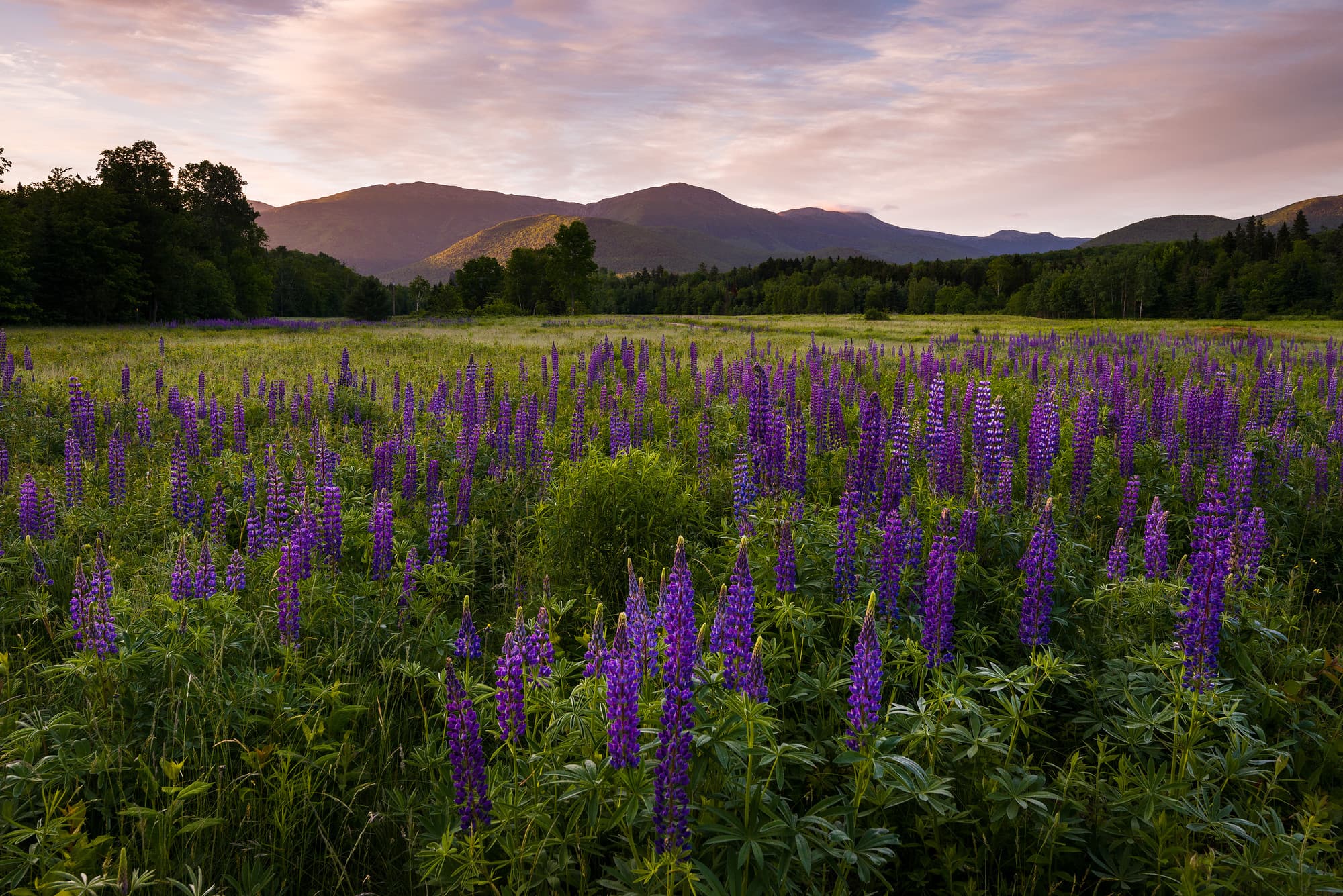 Lupine Morning