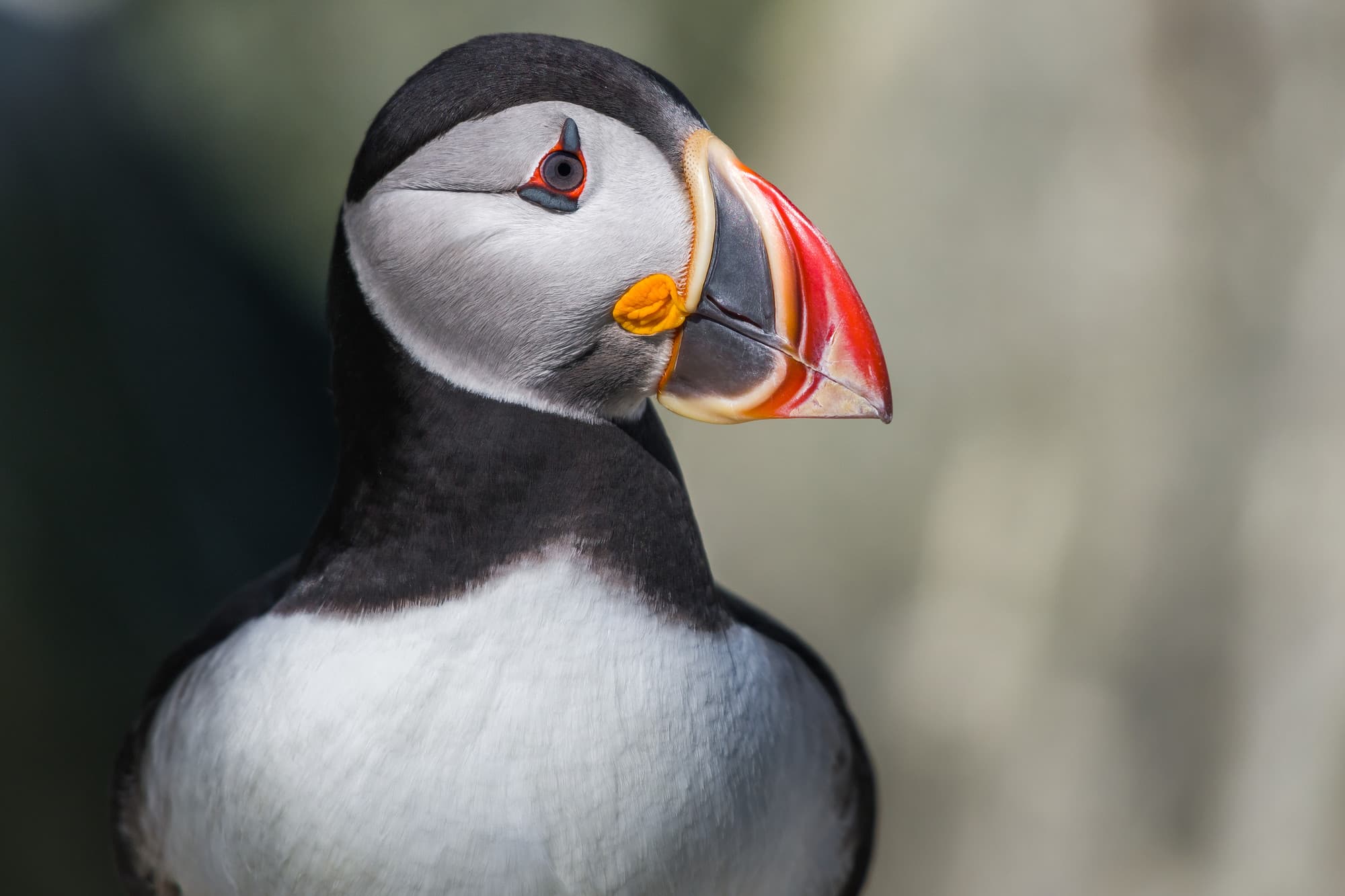Puffin Close-Up