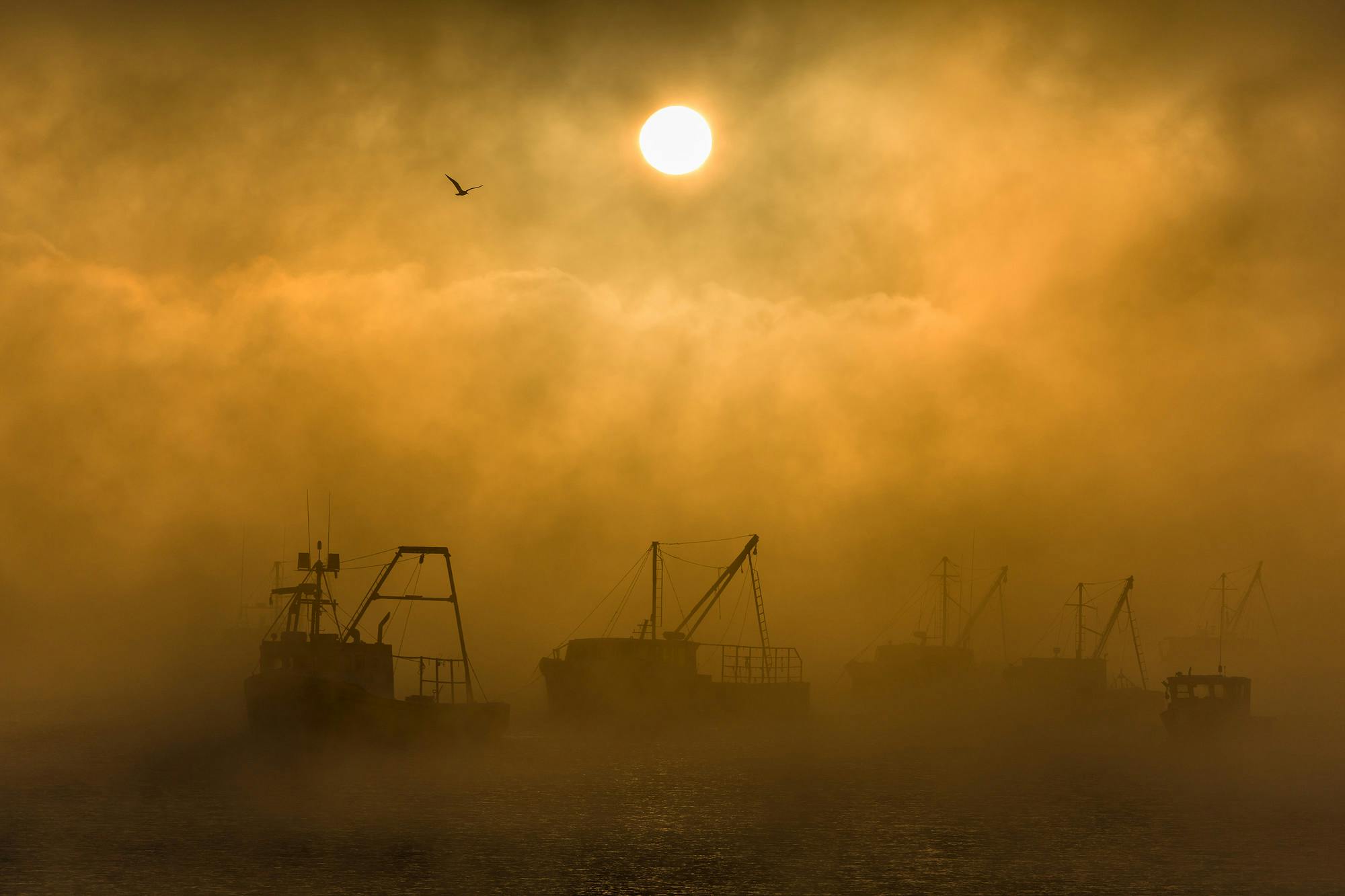 Gull and Boats in Sea Smoke