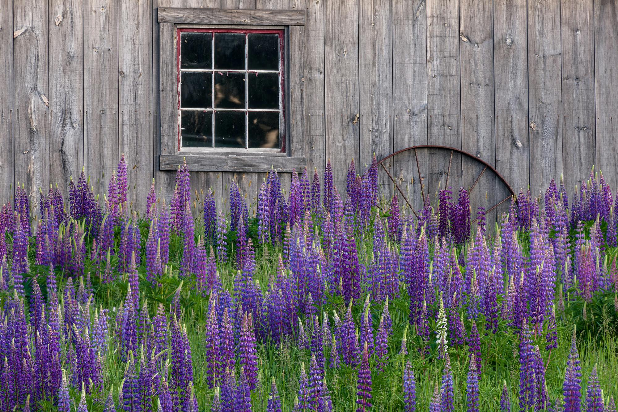 Lupines and Barn