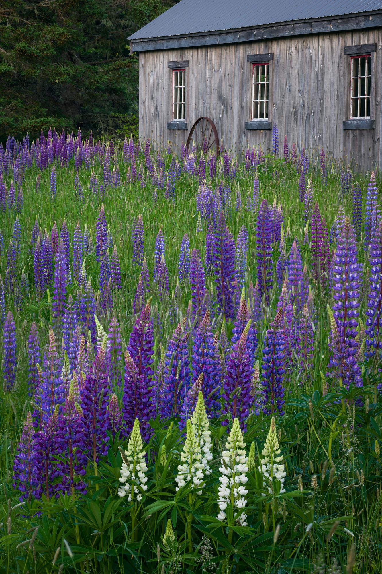 Lupines and Barn