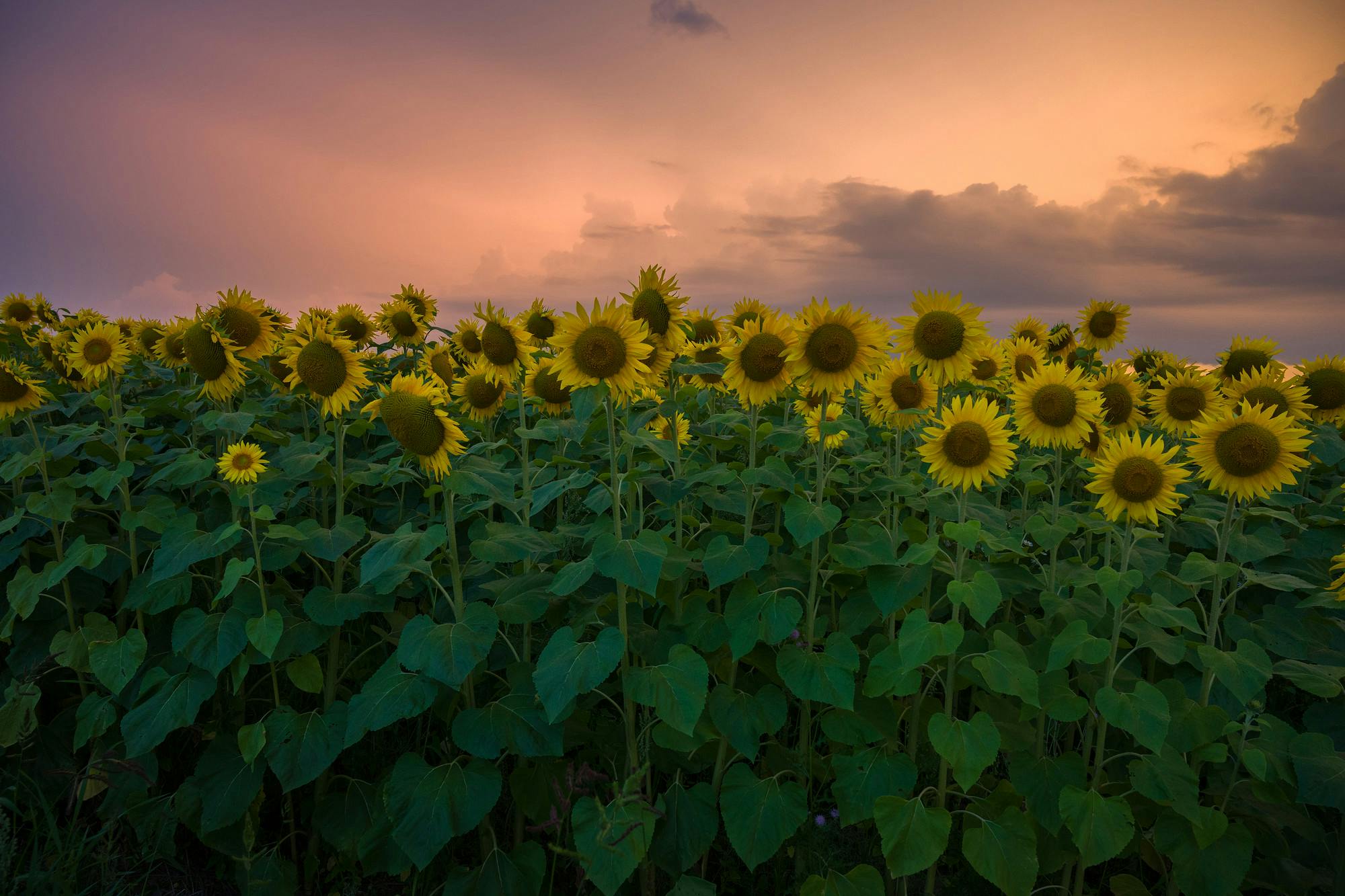Sunflowers and Thunderstorm Clouds