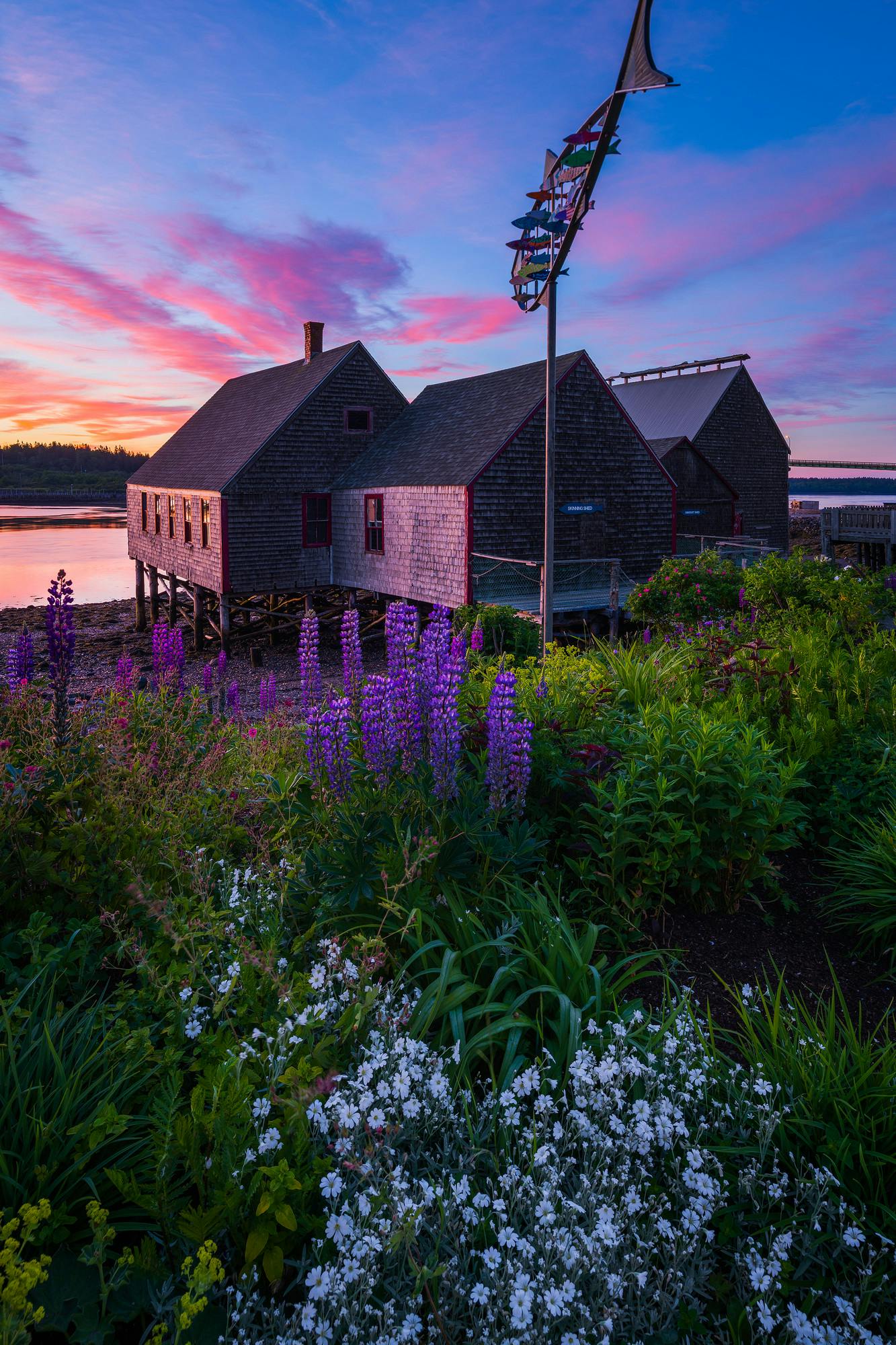 McCurdy Smokehouse and Lupines Sunrise