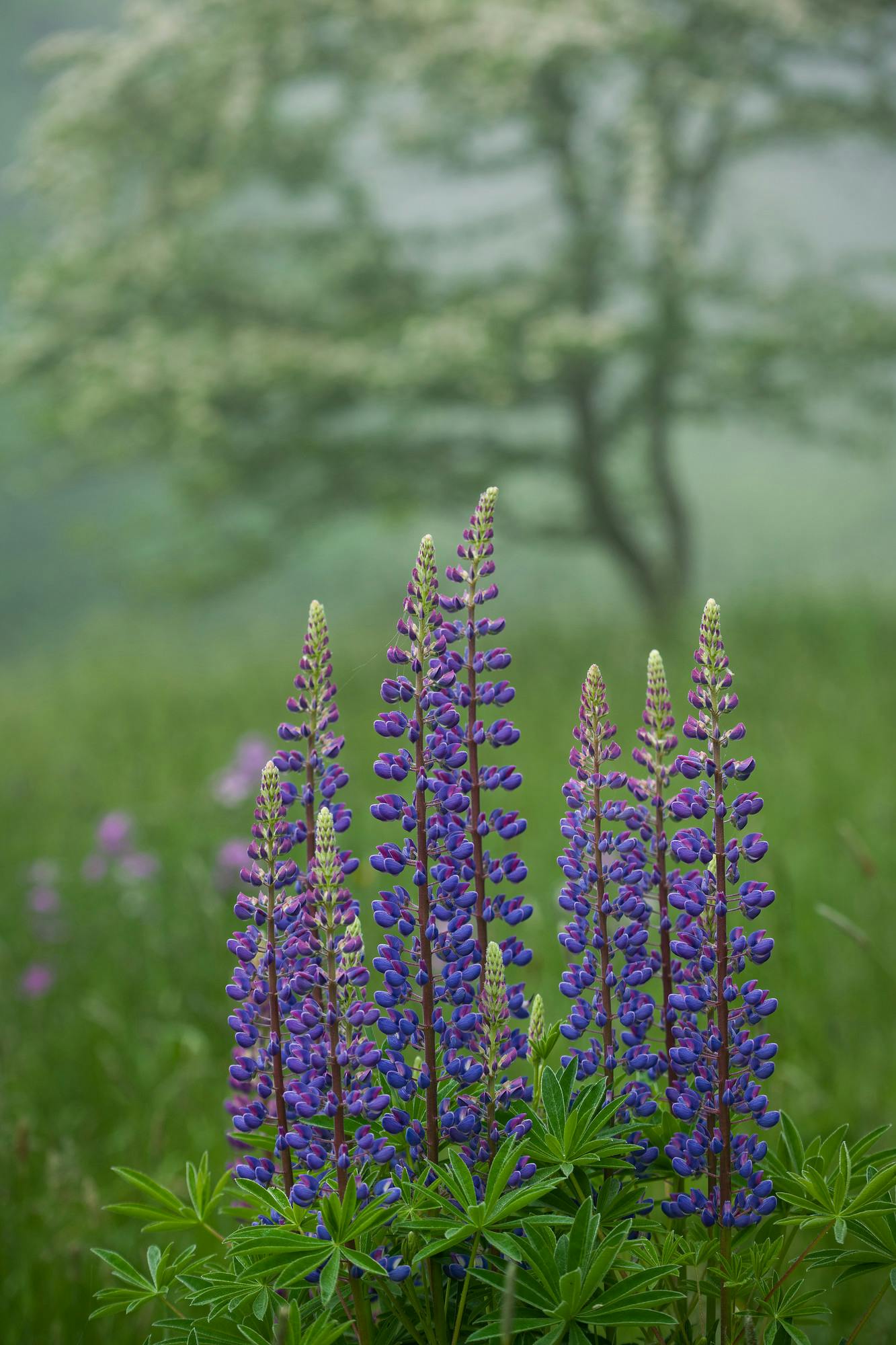 Lupines and Apple Tree on a Foggy Morning