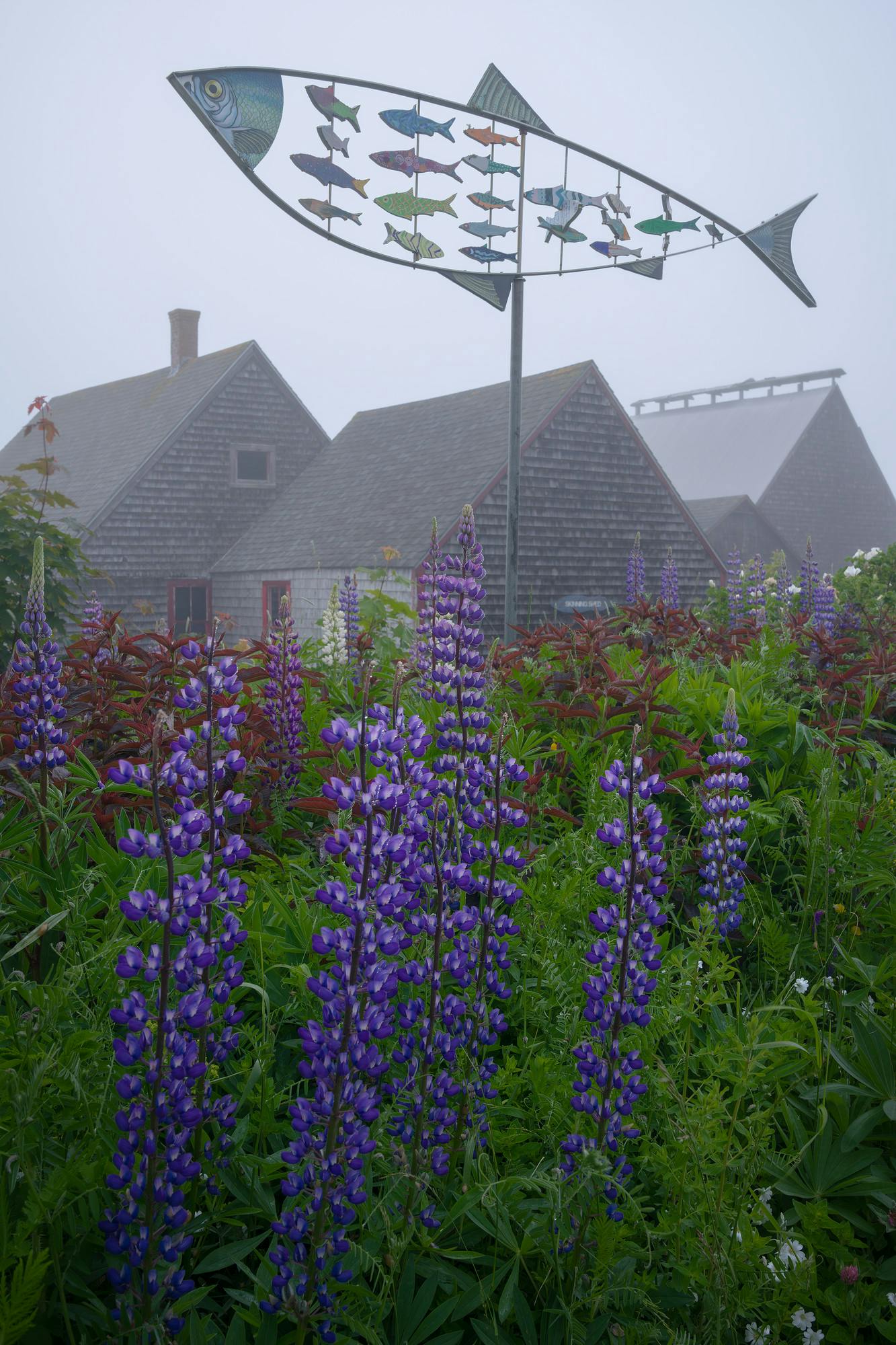 Lupines and Smokehouse Buildings in the Fog