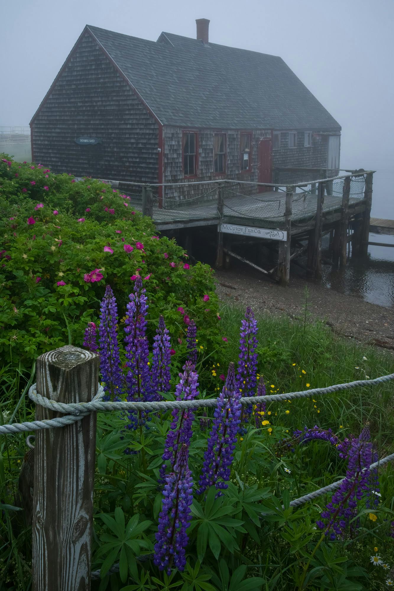 Lupines and Skinning Shed in Fog