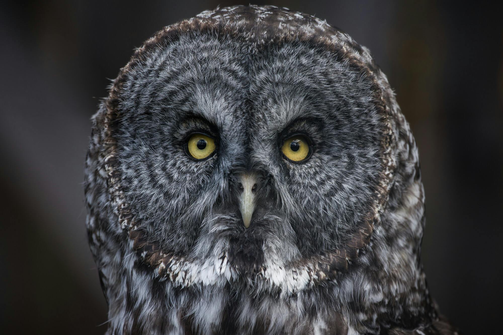 Odin the Great Gray Owl