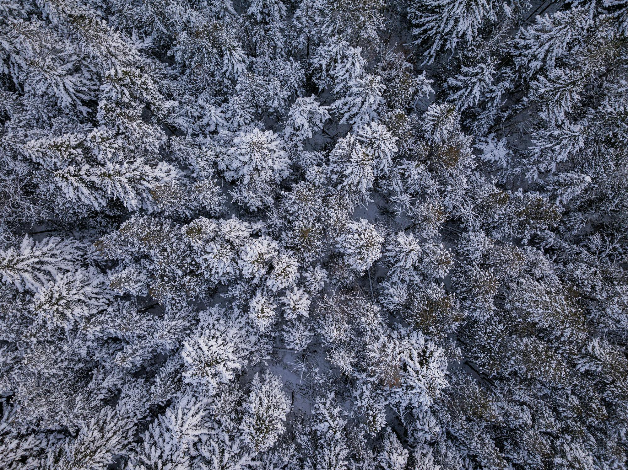 Snow Covered Trees Aerial