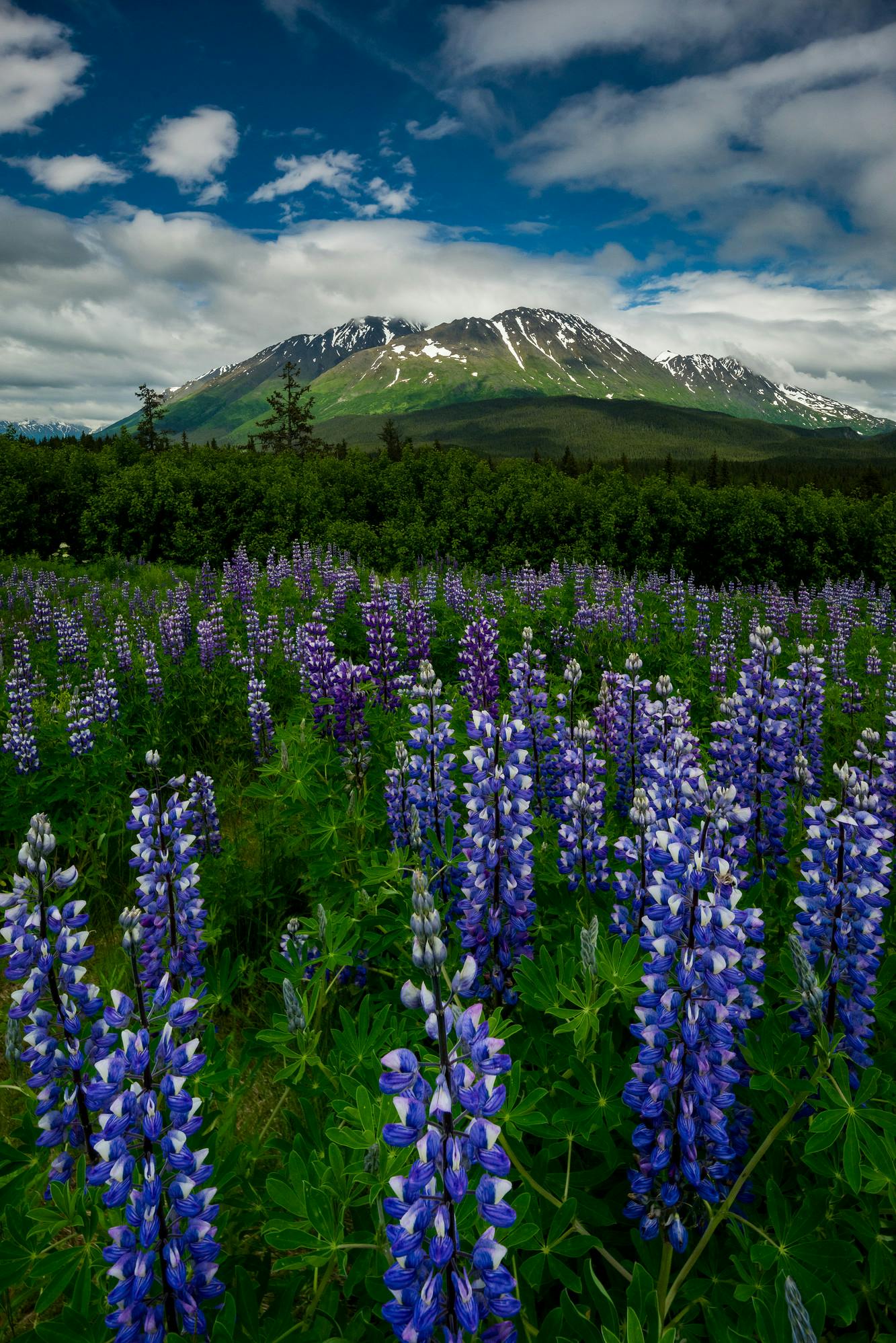 Lupines in the Chugach Mountains