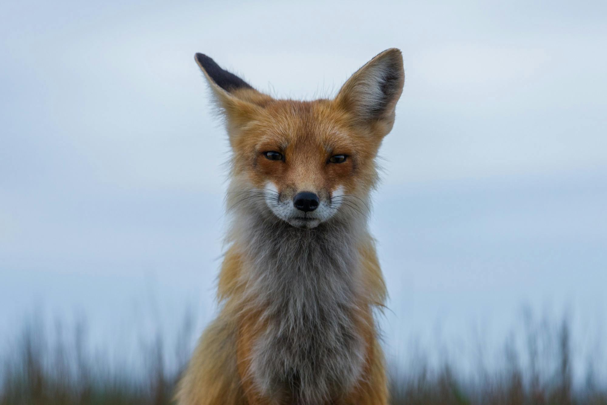 Mr. Fox Is Not Amused