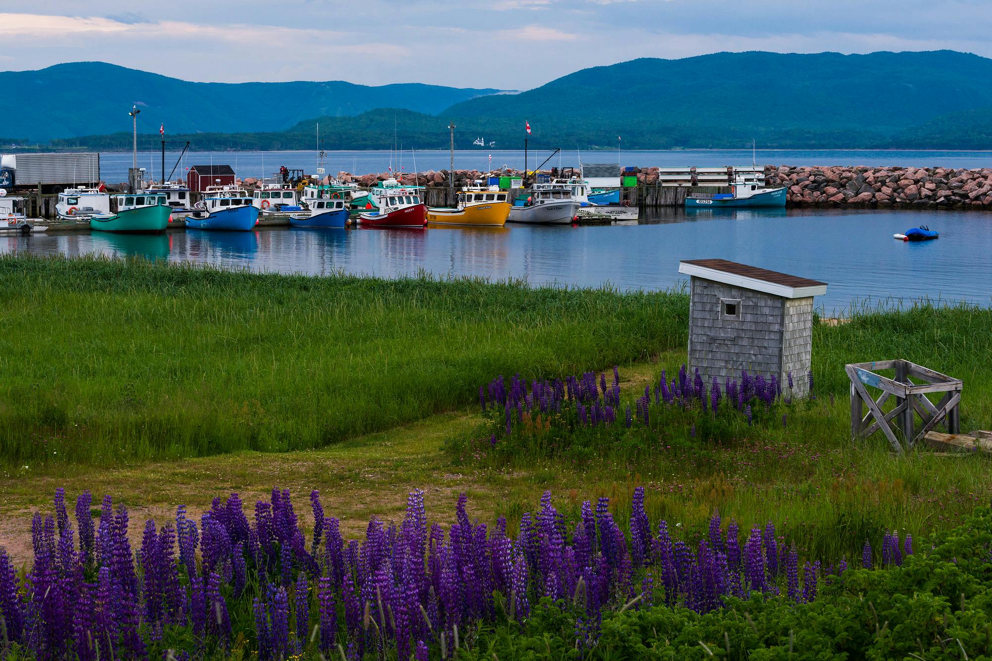 Fishing Boats and Lupines