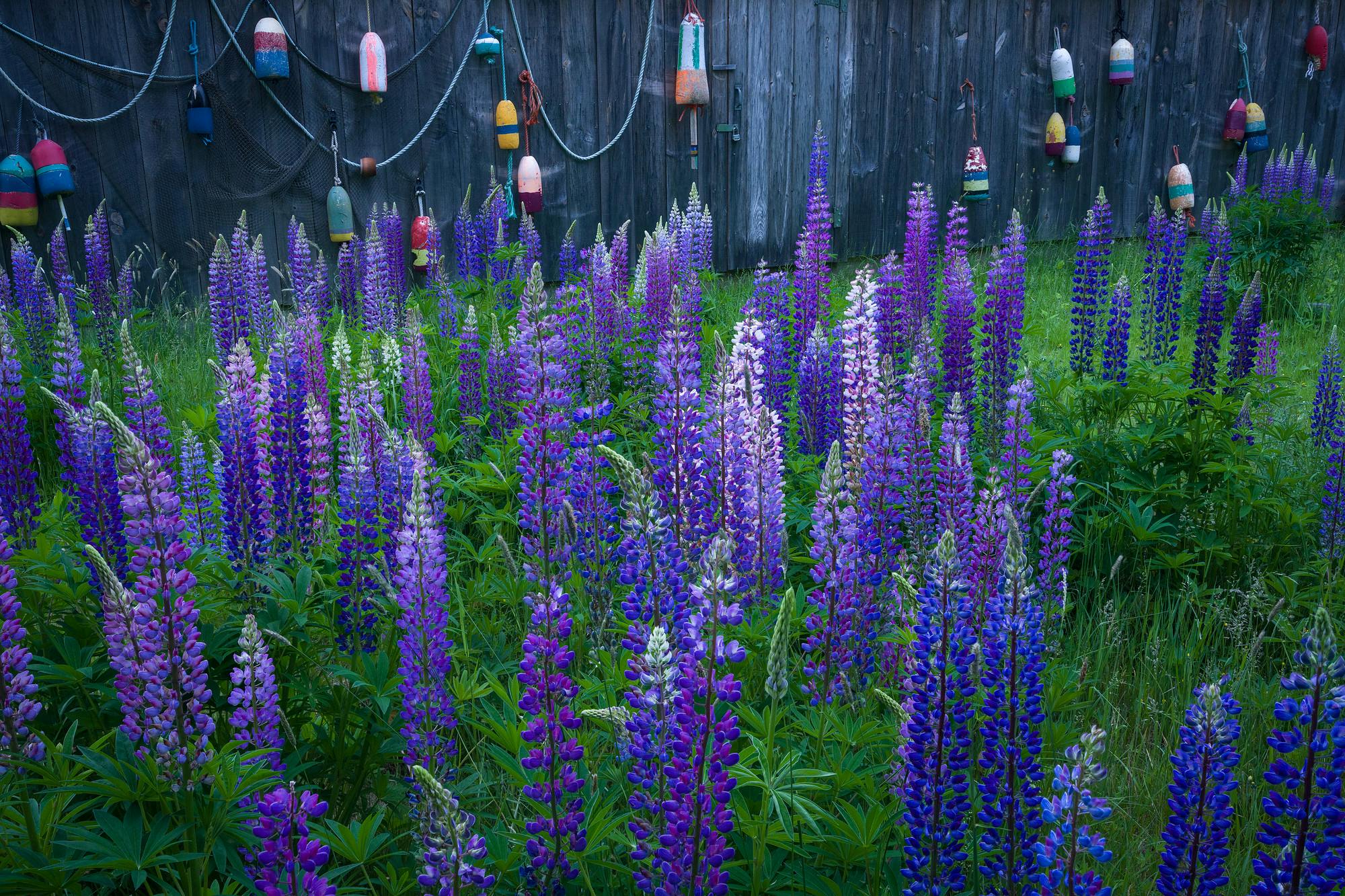 Lupines and Buoys