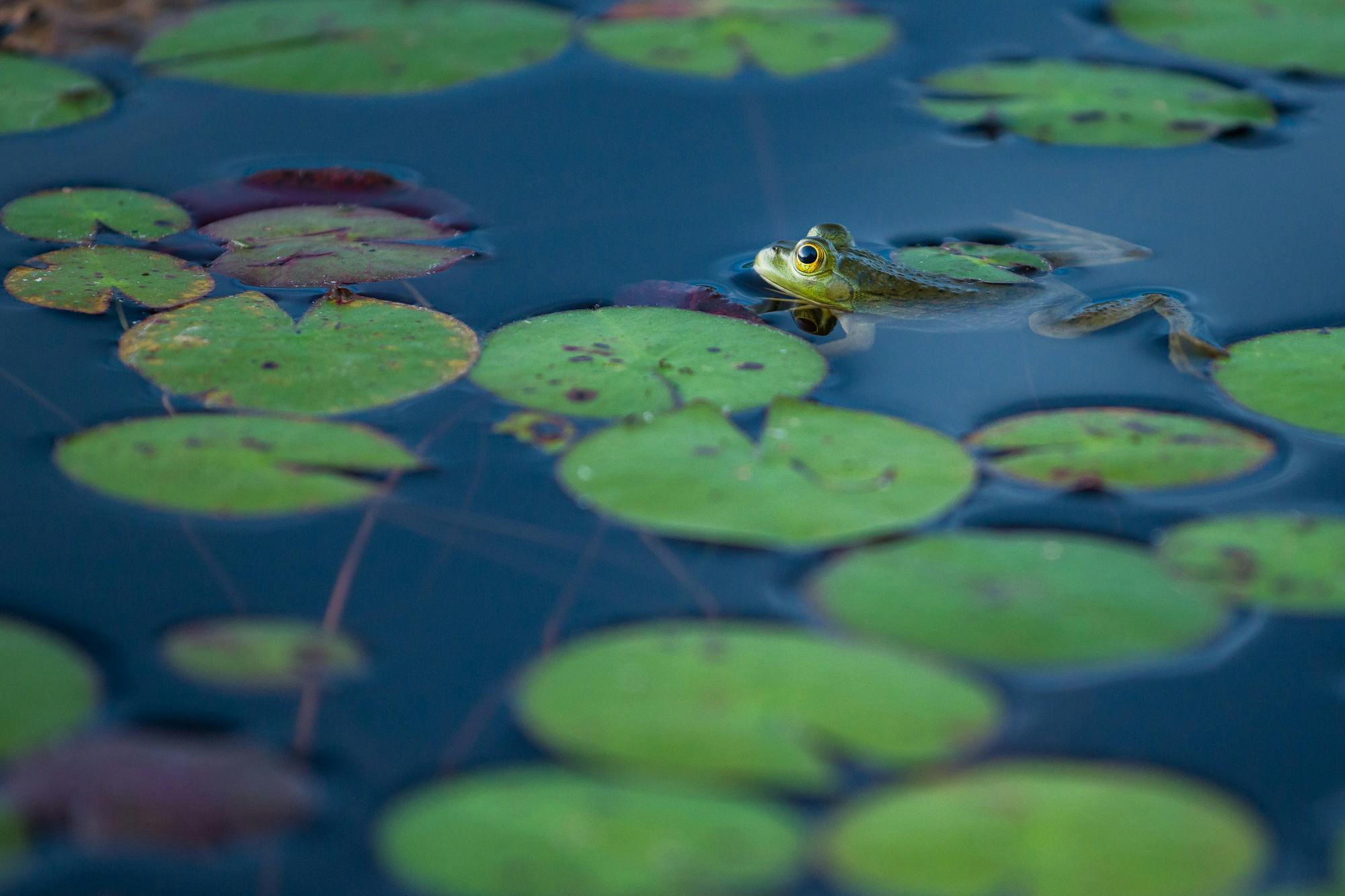 Frog and Lily Pads