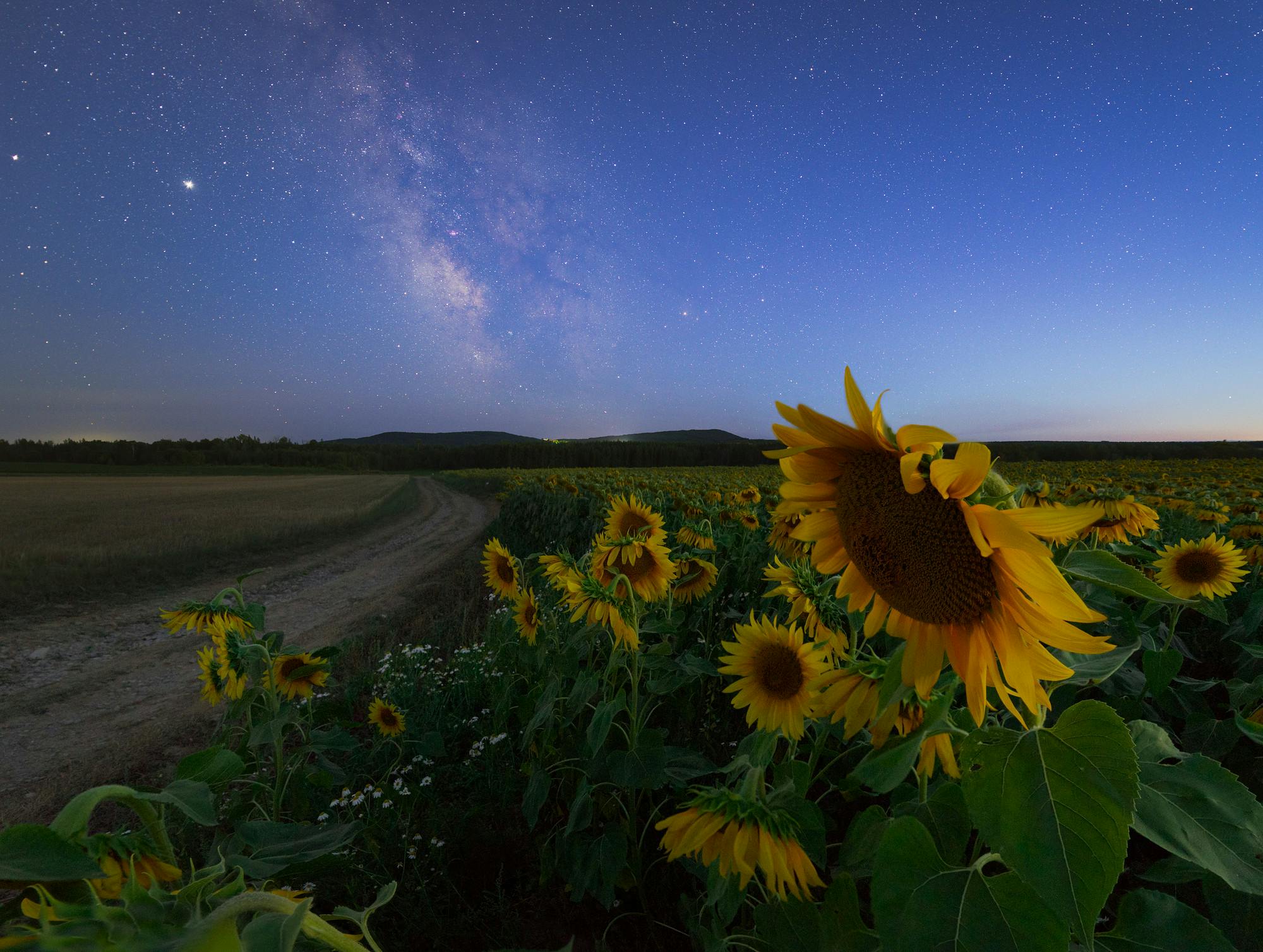 Twilight Sunflowers and Milky Way