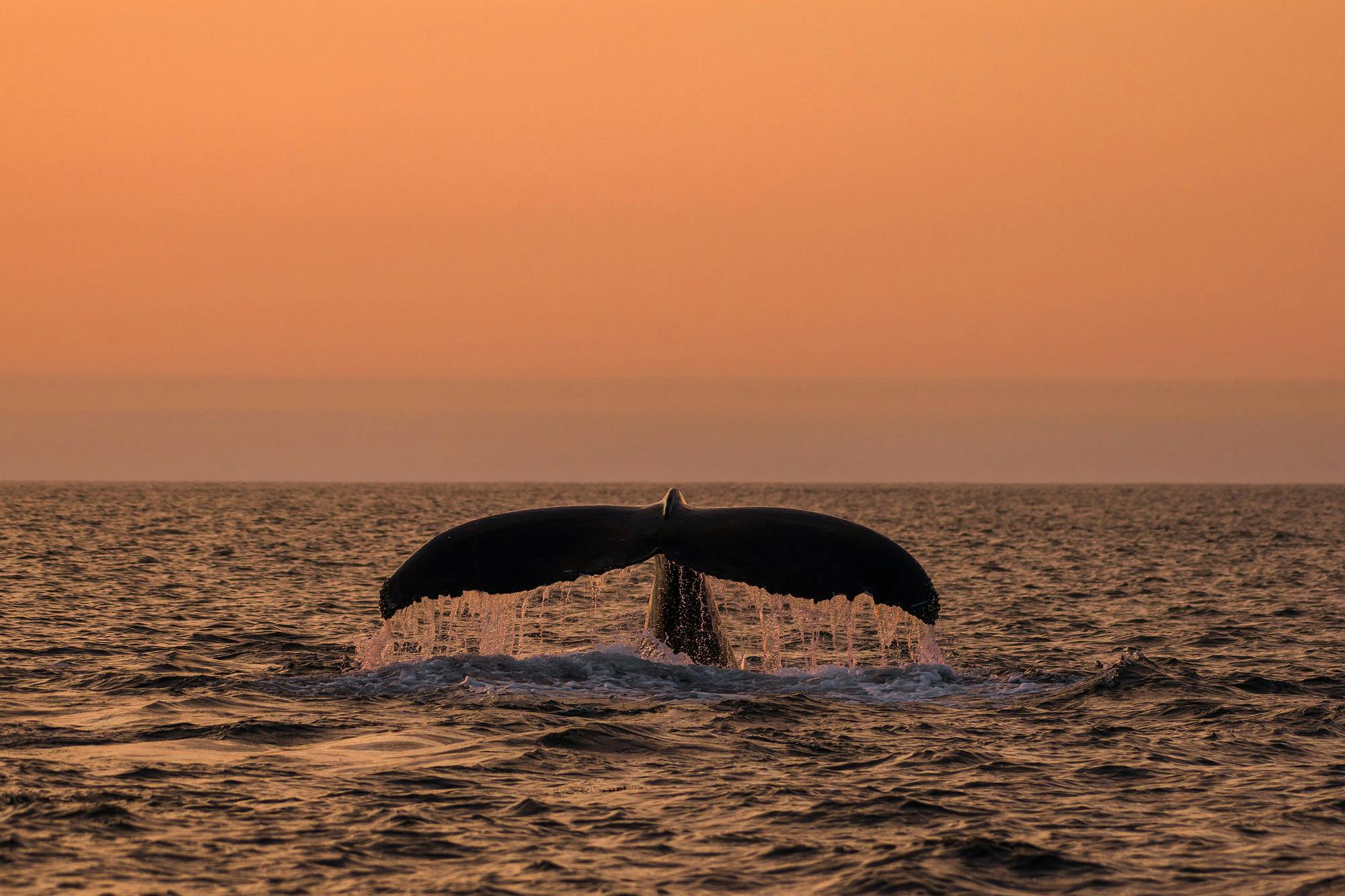 Humpback Whale at Sunrise