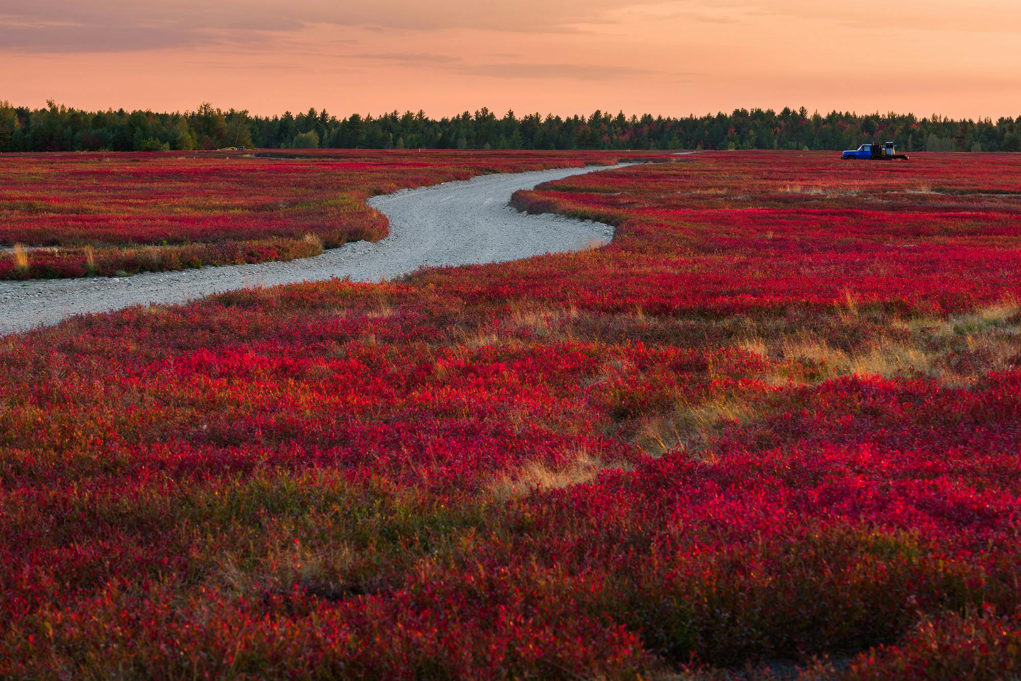 Blueberry Barrens Sunset in Autumn