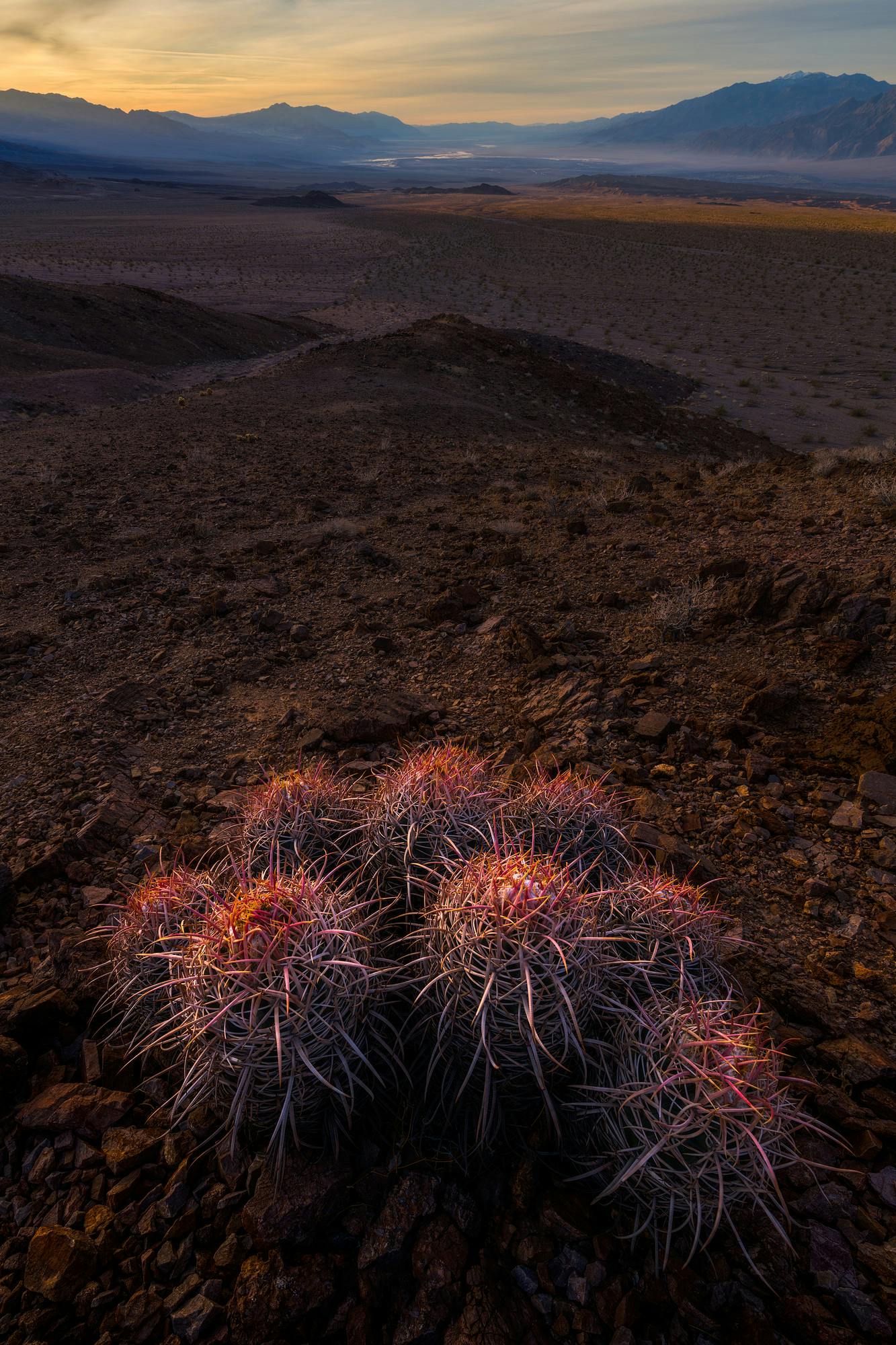 Death Valley Cactus at Sunrise