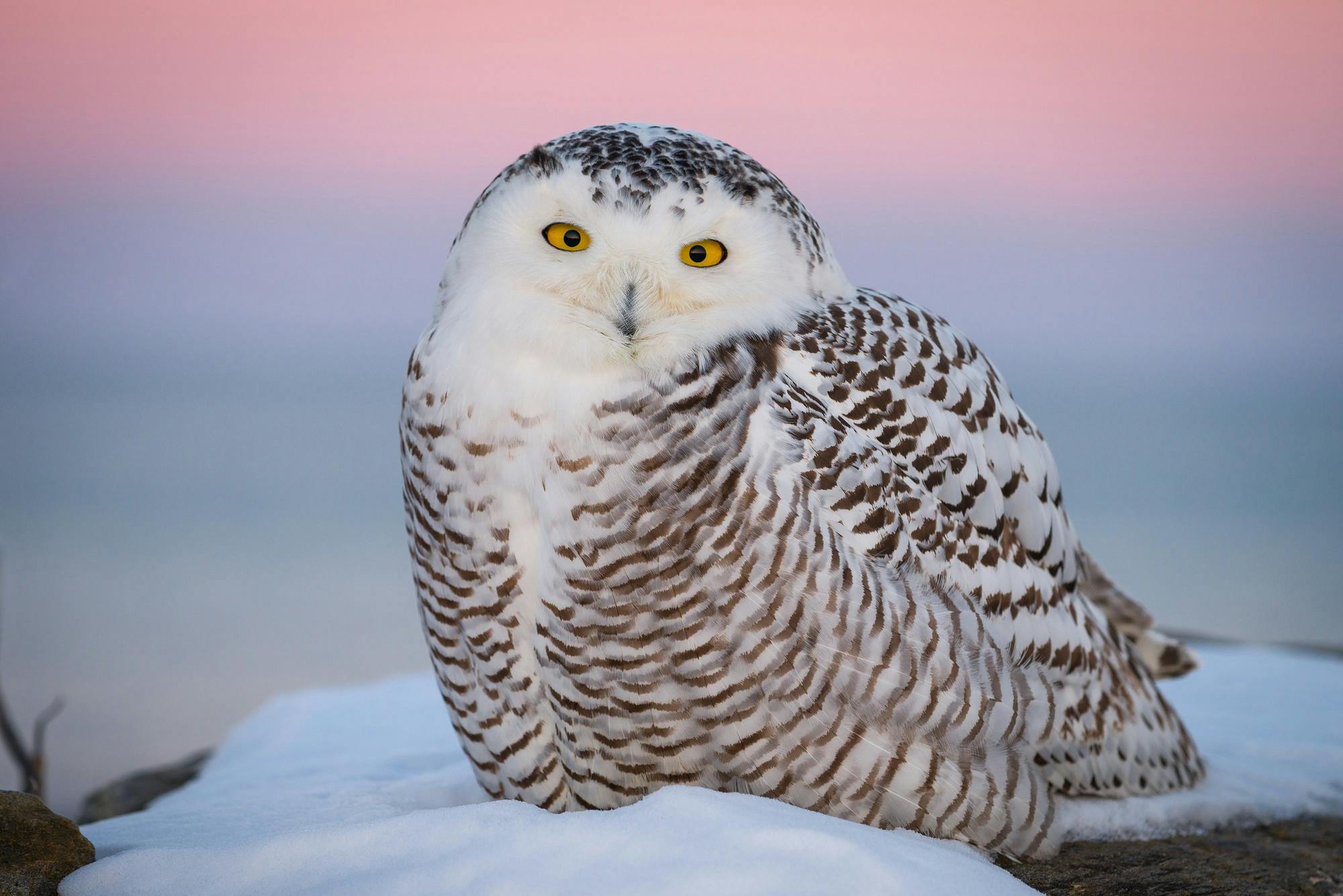 Snowy Owl at Sunset